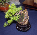 SBA-National Bonsai Exhibition 2014 (17).jpg